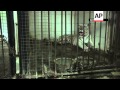 A White Tiger Killed A Young Man Who Climbed Over A Fence At The New Delhi Zoo And Jumped Into The A