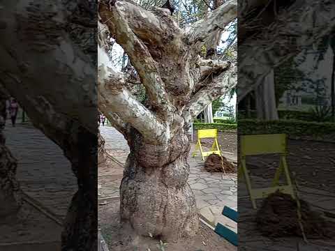Parque Da Praca - Caxambu Minas Gerais