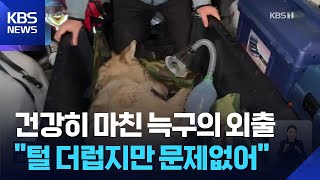 ‘국민 늑대’ 늑구 탈출 열흘 만에 포획…“맥박, 체온 모두 정상” / KBS  2026.04.17.