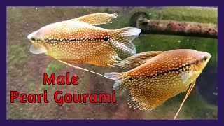 Gourami Tank Is Looking Good