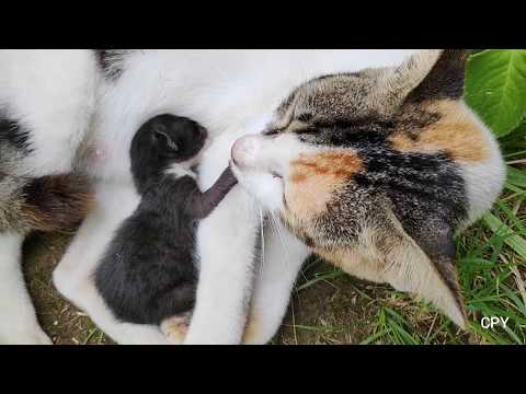 Newborn kitten in mother cat's cuddle and purr when drinking milk