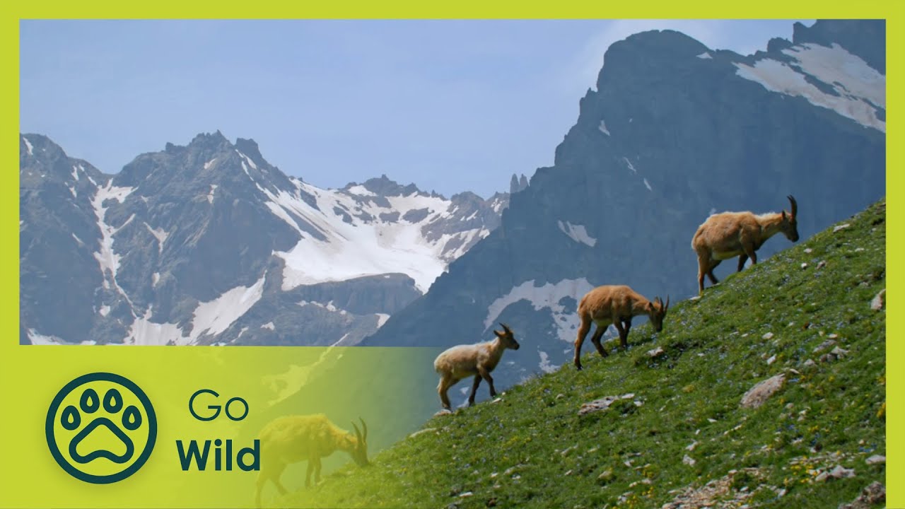 The Mountain | Nature in Symbiosis 1/3 | Go Wild