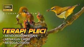 Download lagu 🔴 LIVE Terapi Pleci Gacor , Mendongkrak Birahi , Menaikan Emosi mp3