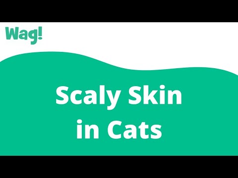 Scaly Skin in Cats | Wag!