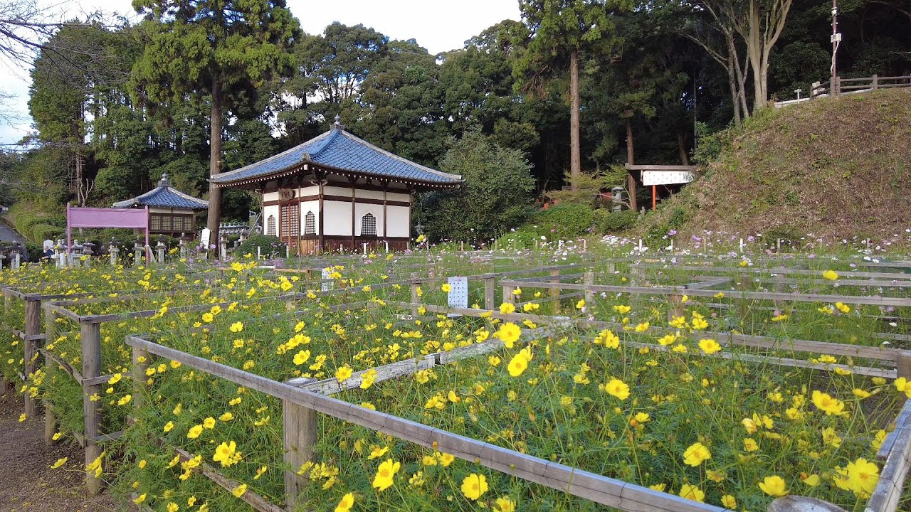 Embark on a captivating video tour of the timeless Abe Monjuin Temple, nestled in the heart of Nara.