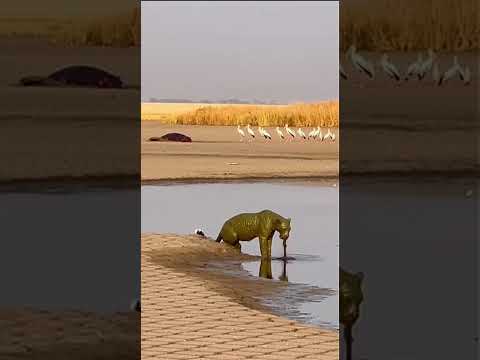 Leopard Bites Hippo Tail - Every Rosette ERASED! 😱 #shorts  #karma #wildlife