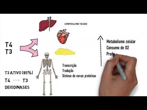 Aprendendo Fisiologia: hormônios tireoidianos T3 e T4 (por Marjoriane de Amaral)