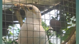 Download lagu #CARA MUDAH BETERNAK JALAK PUTIH Episode 2 mp3