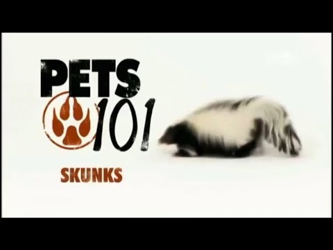 Pets 101 Skunks