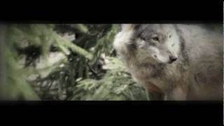 CETI - THE WOLVES clip