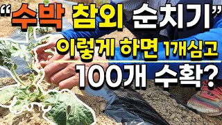 주렁주렁 달리는 참외 수박 순치는법 이렇게 해줘야 합니다 참외농사, 수박농사 주말농장 귀농귀촌