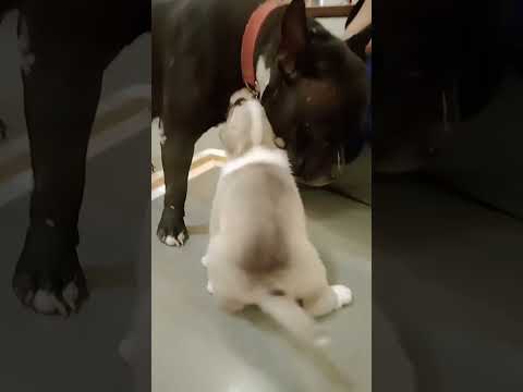 mere gar ka pitbull 🥰🥰🥰