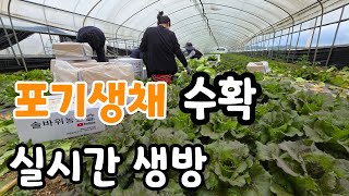 포기생채 수확  실시간 생방송