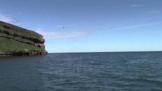 preview picture of video 'Puffin watching at Lundey, near Húsavík, Iceland'