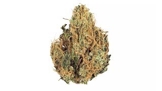 Strain Review: Fire Angel