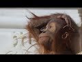 Orang outan - Pastille à Pairi Daiza ( Orangutan / Orang-oetans )