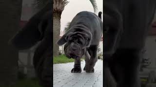 Download lagu โค๏ธ ๐๐๐ฌ๐ญ๐ข๐ง๐จ ๐๐๐ฉ๐จ๐ฅ๐๐ญ๐๐ง๐จ๐โ #neapolitanmastiff#mastinonapoletano#molosserdogs #ะดัะฝั mp3 Download lagu โค๏ธ ๐๐๐ฌ๐ญ๐ข๐ง๐จ ๐๐๐ฉ๐จ๐ฅ๐๐ญ๐๐ง๐จ๐โ #neapolitanmastiff#mastinonapoletano#molosserdogs #ะดัะฝั mp3