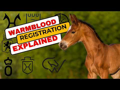 The confusing process of Registering Warmbloods|Breeder explains.