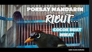 Download lagu Burung Pokman Ribut, PALING ampuh buat Mikat, Cocok Buat Pancingan mp3