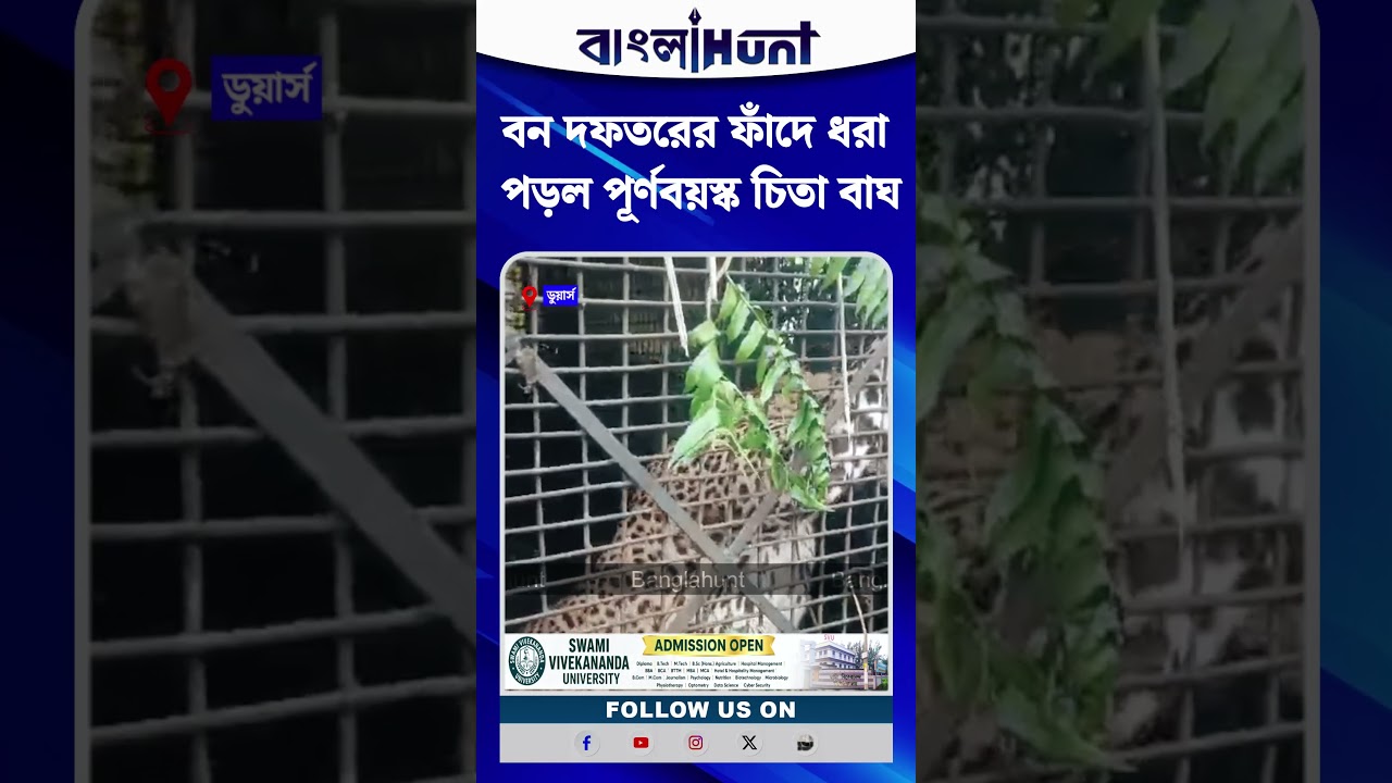 বন দফতরের ফাঁদে ধরা পড়ল পূর্ণবয়স্ক চিতা বাঘ