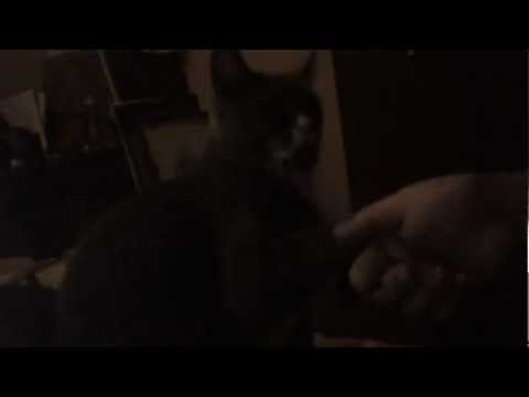 Prissykitty Pearl and her crazy paw