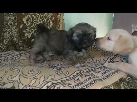 Hetvee Pet's Lhasa male puppy available Ahmedabad Gujarat