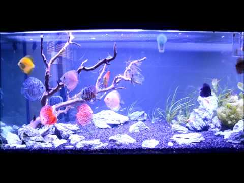 How to Keep Discus 101 - Part 5 - Water Changes