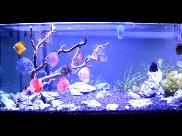 How to Keep Discus 101 - Part 5 - Water Changes