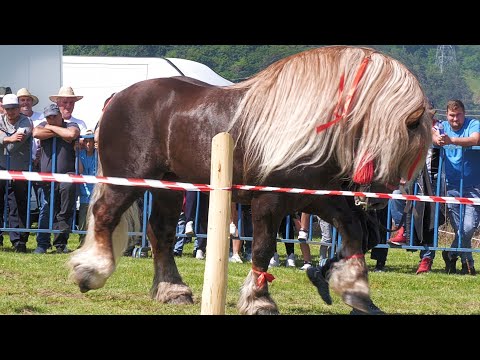 Gilău-Cluj Horse Parade May 25, 2024