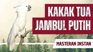 Download lagu Masteran Suara Asli Kakatua Jambul Putih mp3