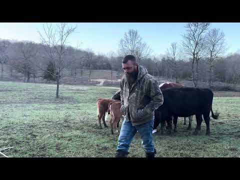 Calling in the cows let’s see who’s first #rufusthebull