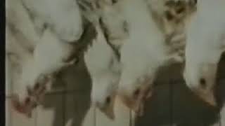 Conflict - Meat Means Murder