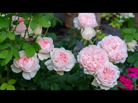가장 향기롭고 고혹적인 장미 샤리파 아스마 The Most Fragrant and Elegant Rose Sharifa Asma