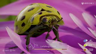 Introducing INSECTS, an Interactive Ultra HD 4K, HDR Experience on Xbox One X (2017)