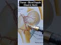 Blood Supply of Femur Head & Neck