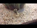 Brutus The Scorpion Eats a Fly HD 