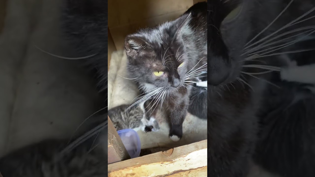 Kocia buda i lekcja asertywności ;)