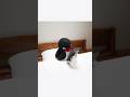 Pingu Penguin Photo Edit Plushies Nootnoot Funny Shorts