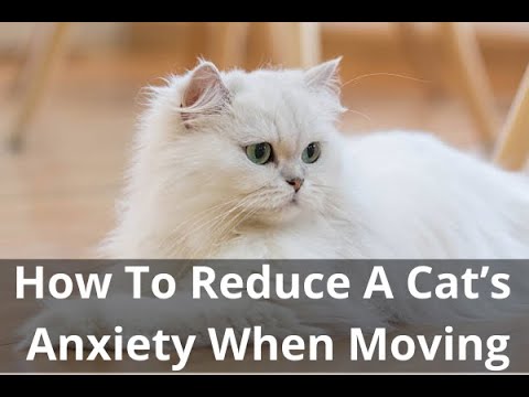 How To Reduce A Cat's Anxiety When Moving