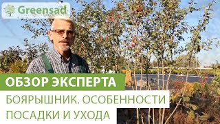 Смотреть онлайн Как садить и ухаживать за боярышником