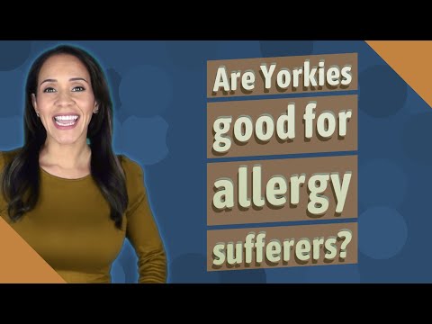 2nd YouTube video about are yorkies hypoallergenic