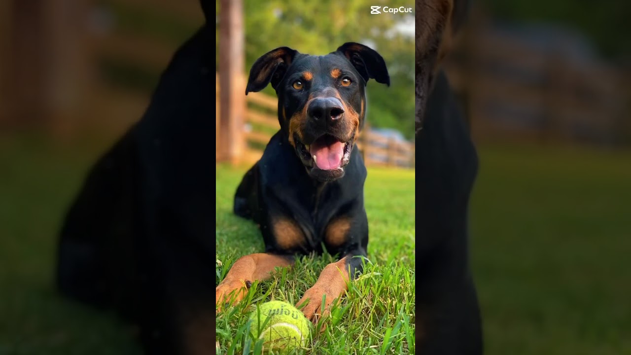 Enlarge Shadow, a Adoptable mixed breed in Waxhaw, NC video 5/5