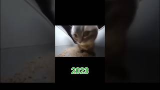 Download lagu Famous Cats Memes (then vs now) #shorts #memes #nostalgia #catmemes #meme mp3