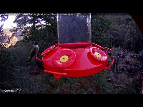 Male Anna's Hummingbird Stops By Feeder - Oct. 31, 2016