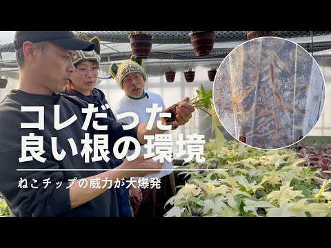 園芸 イタドリ、小頭症ペルシカリア