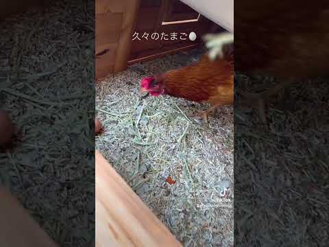 産卵鶏に最適な餌は何ですか?きっとあなたが思っているような人ではありません  庭園