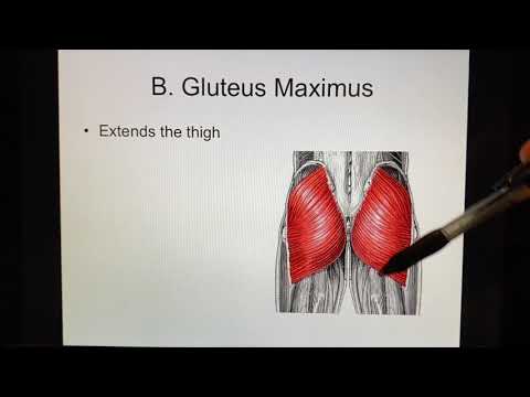 Muscles that Move the Thigh (Femur)