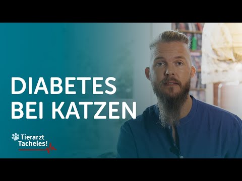 Diabetes bei Katzen | Tierarzt Tacheles mit Sebastian Goßmann-Jonigkeit | ZooRoyal