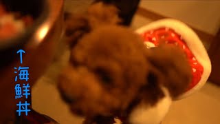 Uber eatsの海鮮丼に飛びつく愛犬が大迫力【クリスマス】