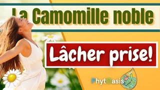 Vous en aurez forcement Besoin! De quoi est capable l'huile Essentielle de Camomille Noble